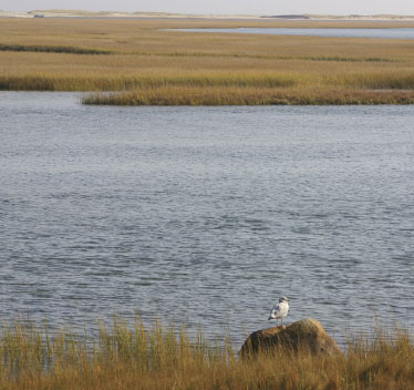 Cape Cod Photo